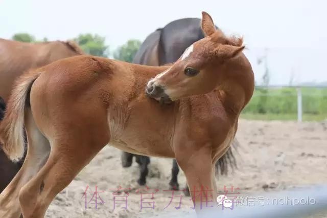 馬體會對賽硬淨值捧 馬體會對賽硬淨值捧